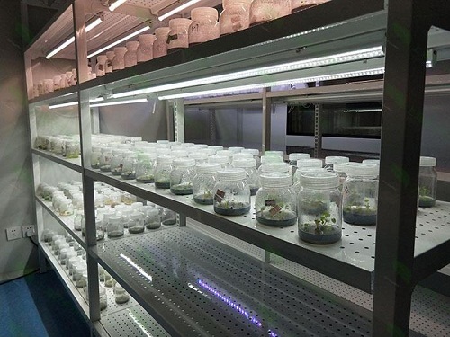 天宁植物组织培养实验室设计建设方案